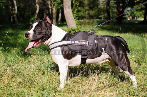 Super adjustable harness for Amstaff