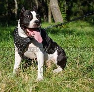 Harnais de promenade pour Amstaff | Harnais Cuir Dcor▼