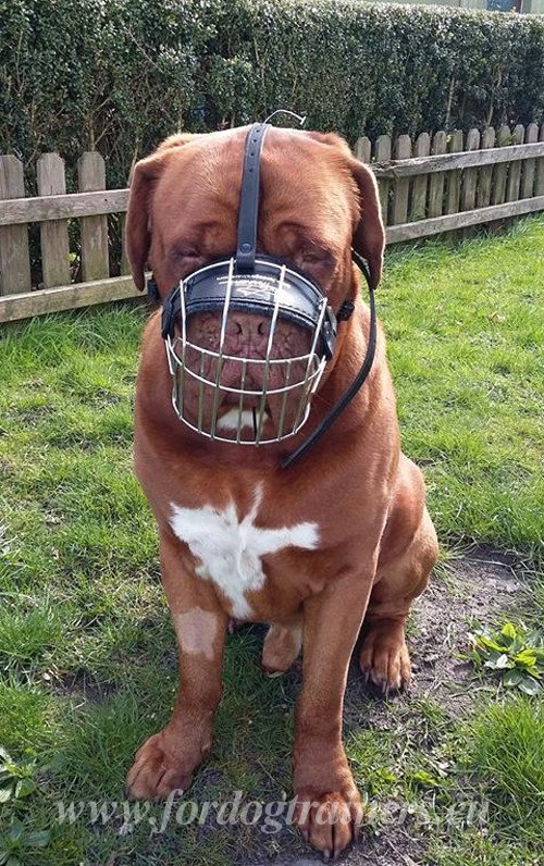 Dog Cage
Muzzle with Padding