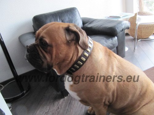 Plated Collar for Mastiff