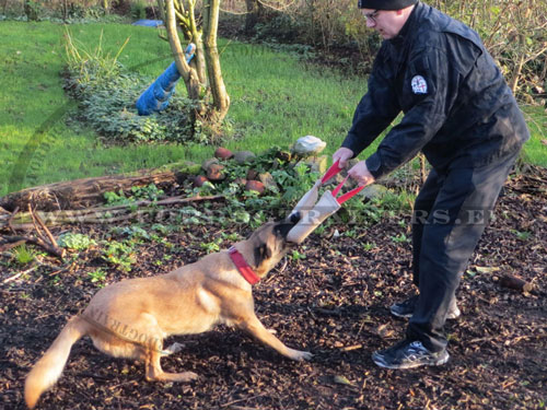 Malinois Bite Training Tug