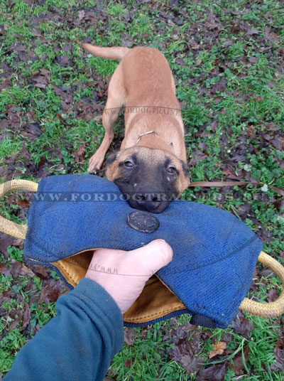 Bite Training Belgian Malinois Jute Builder