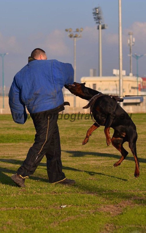 Synthetic Protective Suit for Doberman Training