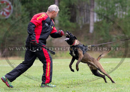 Costume cousu pour sport avec chiens