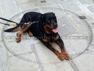 Rottweiler Leather Dog Lead All-purpose [L120#1057 Guinzaglio in pelle multifunzionale per Rottweiler]