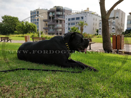 Luxury Black Leather Dog Collar for Cane Corso