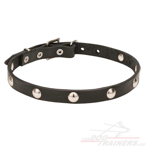 Dog Collar Leather Decorated with Round Rivets