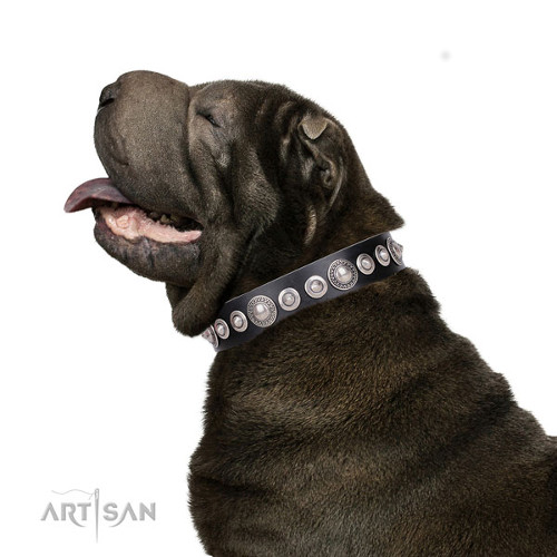 Shar-pei Wide Leather Dog Collars with Studs