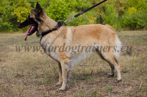 Nylon Collar with Quick Buckle for Belgian Shepherd