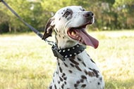 Large Spiked Dog Collar for Dalmatian