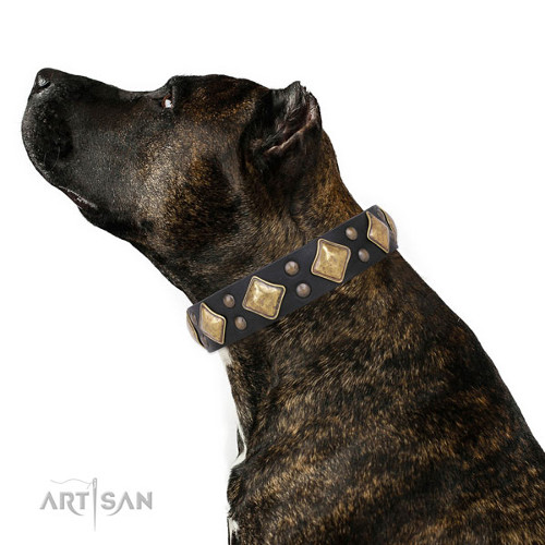 Top Quality Dog Collar for Amstaff