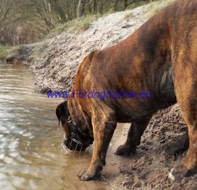 Hunde Maulkorb fest