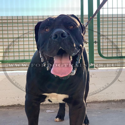 Black Leather Spiked Dog Collar Boerboel