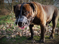 Boerboel Wire Basket Muzzle with Padding▧ [M4###1057 Museruola a cestello in filo metallico nichelato per Boerboel]