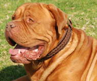 Collare in pelle con intrecciamento per Dogue De Bordeaux