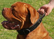 Dogue de Bordeaux Leather dog collar with handle