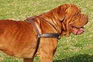 Dogue de Bordeaux Opsporing/Trek/Wandel Lederen Tuig