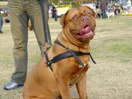 Pettorina in cuoio da traino e sport per Dogue De Bordeaux