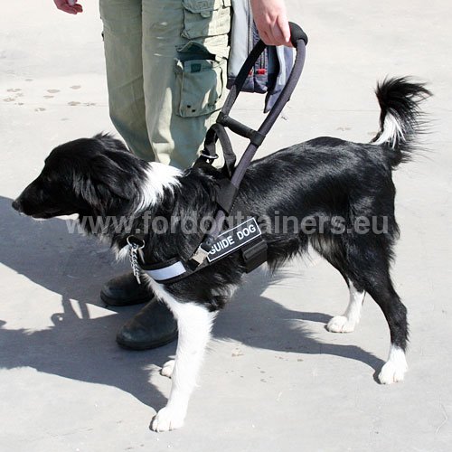 Harnais pour chien guide - Border Collie