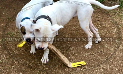 Boudin de dressage haute classe d'un grand chien