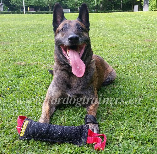 Cane con riporto da mordere da addestramento