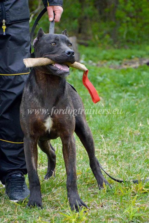 Boudin  une poigne pour grand chien