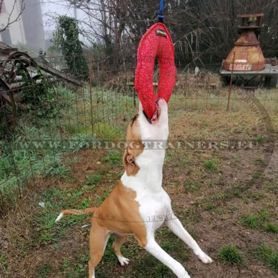 Boudin confortable  mordre pour chien Amstaff