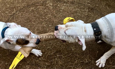 Boudin pour chien fort de travail aux poignes