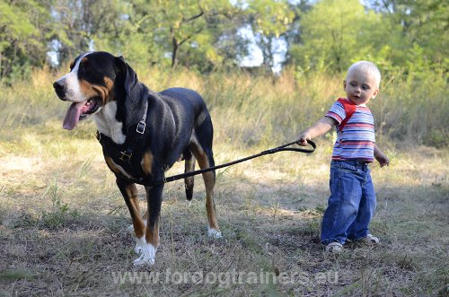 10 Faits intéressants sur les Chiens