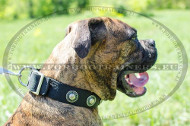 Decorated Leather Collar Boxer