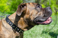 Collar de perro con las pirmides de Boxer