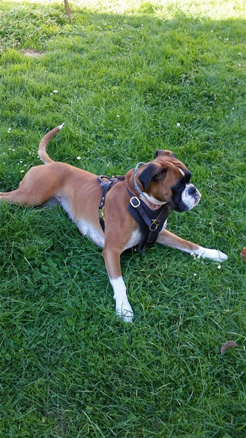 Adjustable Leather Harness for Formidable Boxer