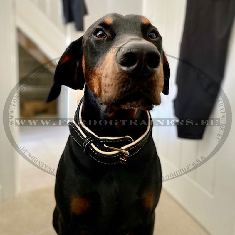 Genuine Leather Padded Dog Collar - 1.5" Wide, Adjustable 14-18 Inch Neck - Black