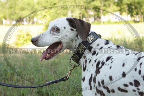 lebendiges Hundehalsband aus Leder