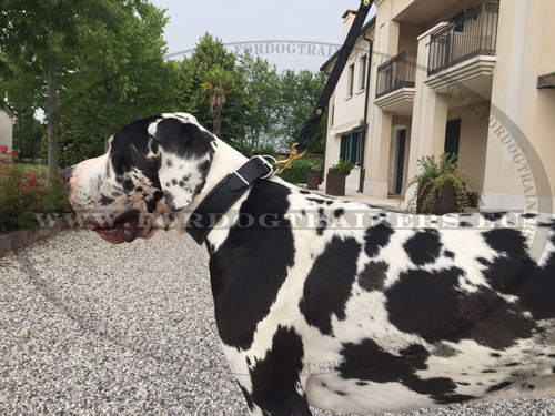 Great Dane Braided Leather Leash