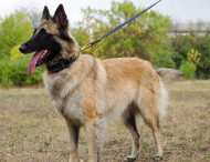 Braided Collar for Belgian Tervuren [C43##1057 Collare originale in cuoio per Tervuren]