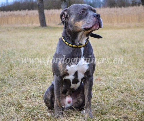 Leather Dog Collar with Original Brass Plates