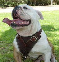 Braun H1 Hundegeschirr aus Leder Englische Bulldogge