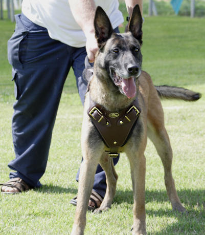 Hundegeschirr fur Malinois