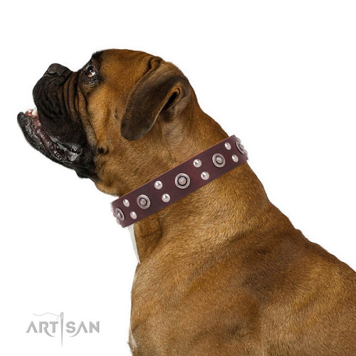 Boxer Studded Leather Collar