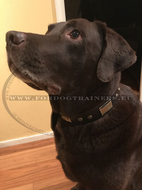 Labrador Dog Collar Leather and Brass