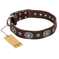 Brown Collar with Original Studs "Extra Pizzazz" FDT Artisan