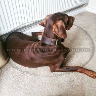 2-lagiges Lederhalsband fr Dobermann