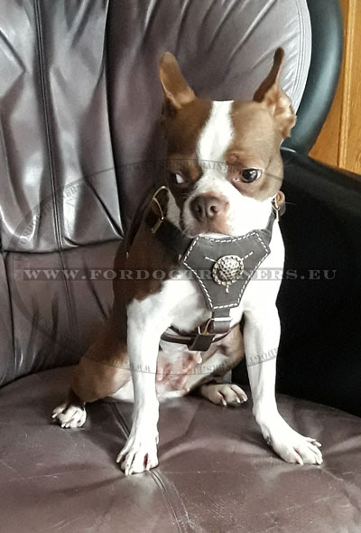 Ledergeschirr für Bostonterrier