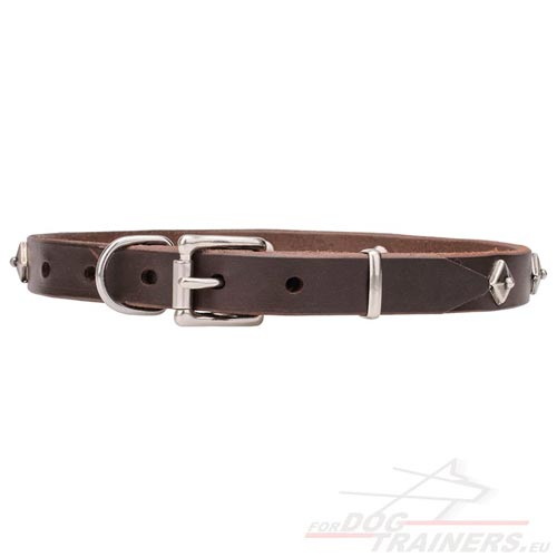 Narrow Brown Dog Collar for Starring Dog