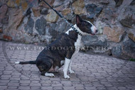 Honden Halsband 3/4 inch voor Bull Terrier