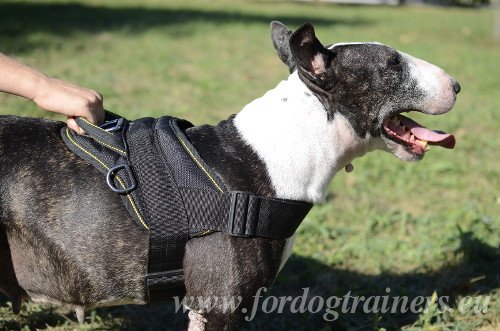 Nylon Bull Terrier Harness for Pulling