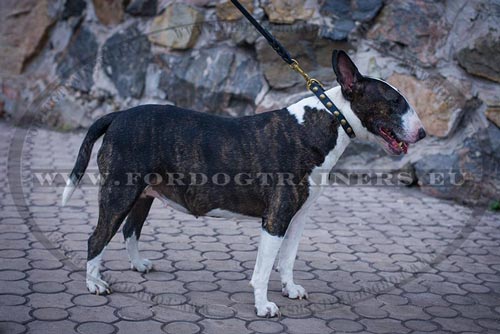 Collar with Brass Hardware for Bull Terrier