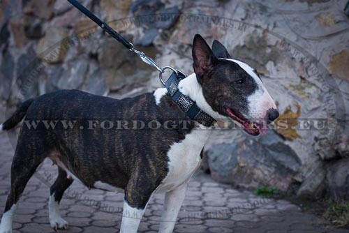 Bull Terrier Collar