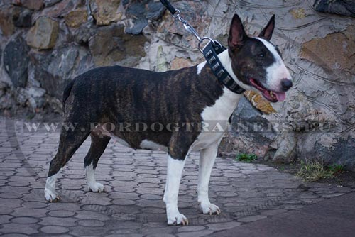 Wide Collar for Bull Terrier